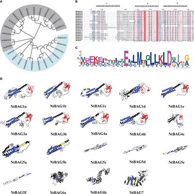 The Bcl-2-associated athanogene gene family in tobacco (Nicotiana tabacum) and the function of NtBAG5 in leaf senescence